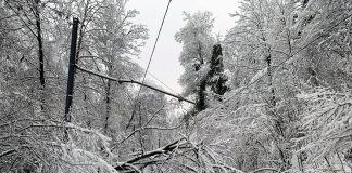 Jakobsberg Wolfschlucht Baeume Fahrleitung_BVB_18 1 21