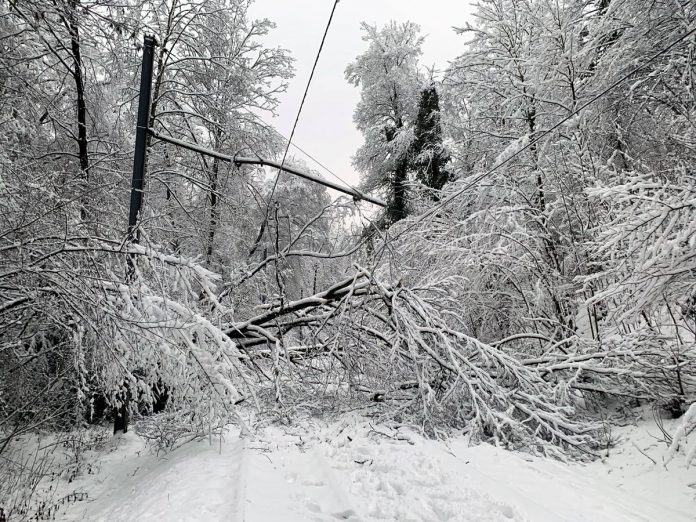 Jakobsberg Wolfschlucht Baeume Fahrleitung_BVB_18 1 21