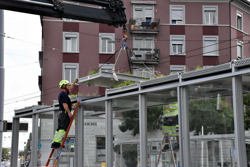 Begruente Wartezone Test Bepflanzung Haltestellendaecher Zuerich 1_VBZ_26 8 21